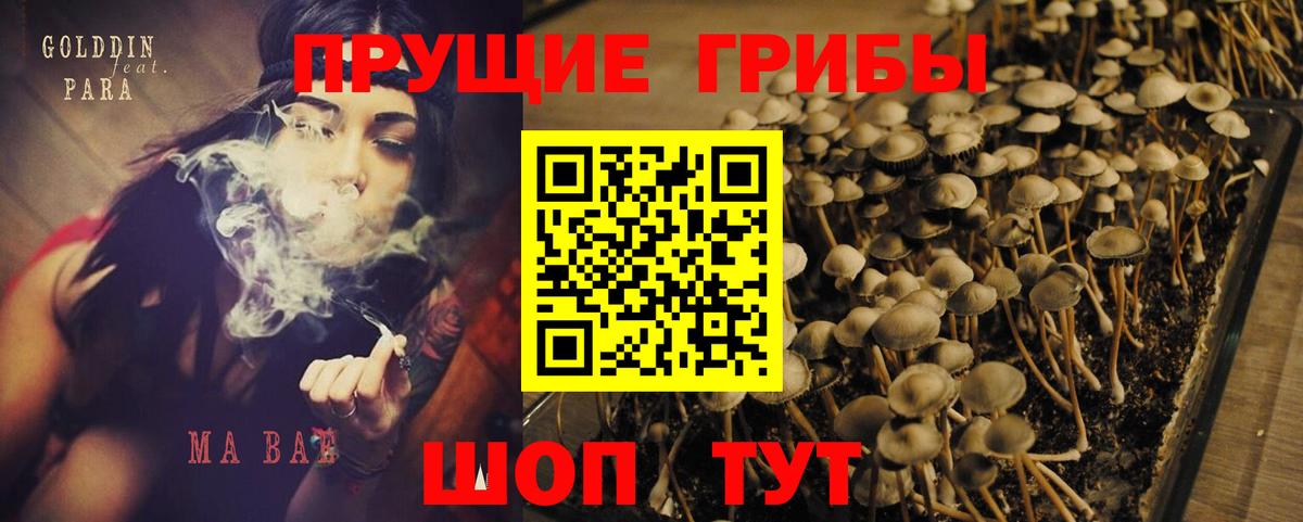 Псилоцибиновые грибы Psilocybine cubensis  Вход с VPN  Сафоново  Псилоцибиновые грибы Psilocybine cubensis 